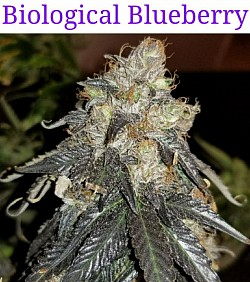 Biological blueberry
